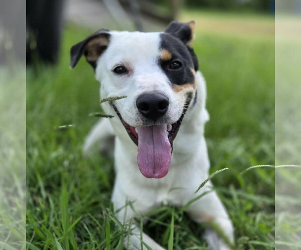 Medium Photo #1 Mutt Puppy For Sale in Anniston, AL, USA