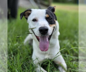 Mutt Dogs for adoption in Anniston, AL, USA
