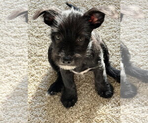 Chihuahua-Unknown Mix Dogs for adoption in St. Louis Park, MN, USA
