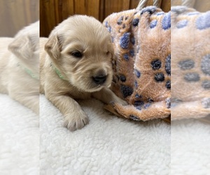 Golden Retriever Puppy for sale in NEOLA, WV, USA