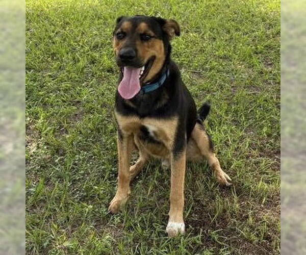 Medium Photo #1 Shepradors Puppy For Sale in The Woodlands, TX, USA