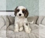 Small #2 Cavapoo