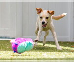 Small #3 Labrador Retriever Mix