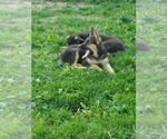 Small Photo #14 German Shepherd Dog Puppy For Sale in MOODY, MO, USA