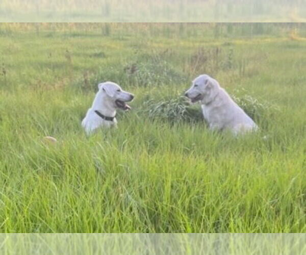 Medium Photo #3 Akbash Dog Puppy For Sale in BROOKSVILLE, FL, USA