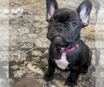 Small Photo #31 French Bulldog Puppy For Sale in GIG HARBOR, WA, USA