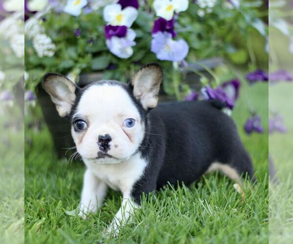 Medium Photo #4 French Bulldog Puppy For Sale in RONKS, PA, USA