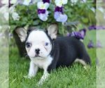 Small #3 French Bulldog