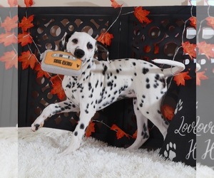 Dalmatian Puppy for Sale in MOUNT VERNON, Ohio USA