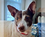 Small Jack-Rat Terrier