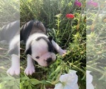 Small #2 Boston Terrier
