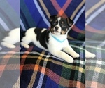 Small Photo #4 Rat Terrier Puppy For Sale in BOWLING GREEN, KY, USA