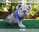 Small Photo #4 English Bulldog Puppy For Sale in SANTA ANA, CA, USA