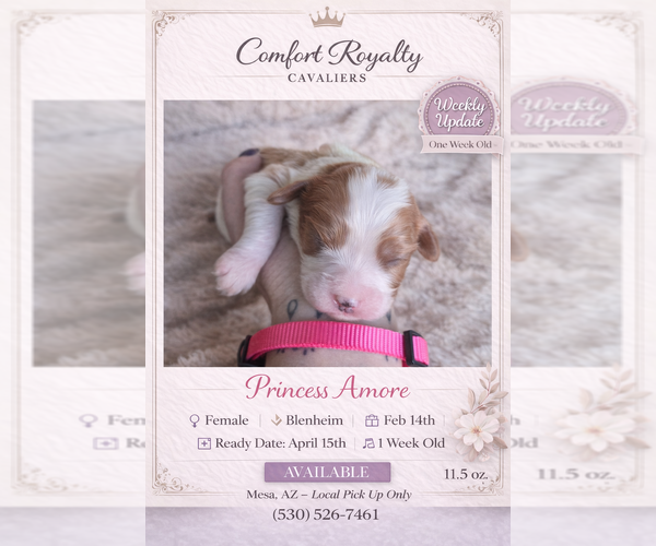 Medium Photo #1 Cavalier King Charles Spaniel Puppy For Sale in MESA, AZ, USA