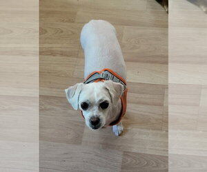 Mal-Shi Dogs for adoption in St. Louis Park, MN, USA
