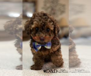 Poodle (Toy) Puppy for sale in RIPLEY, MS, USA