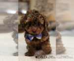 Image preview for Ad Listing. Nickname: Teddy
