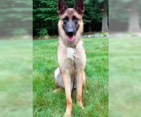 Medium Photo #4 German Shepherd Dog-Holland Shepherd Mix Puppy For Sale in Imlay City, MI, USA