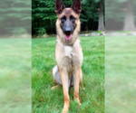 Small #3 Holland Shepherd Mix