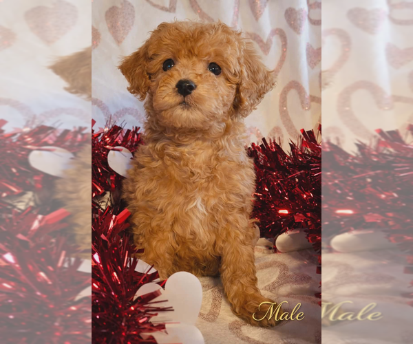 Medium Photo #2 Goldendoodle mix (+ Poodle Miniature) Puppy For Sale in MILLVILLE, MN, USA