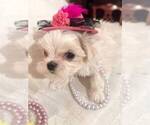 Small #3 Maltese