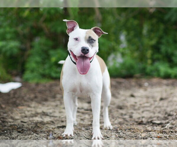 Medium Photo #2 American Staffordshire Terrier-Unknown Mix Puppy For Sale in Tavares, FL, USA