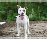 Small #1 American Staffordshire Terrier Mix