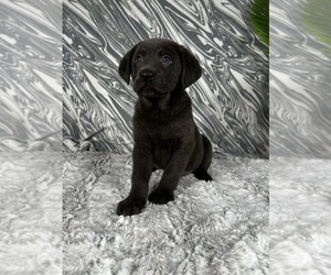 Labrador Retriever Puppy for sale in GREENWOOD, IN, USA