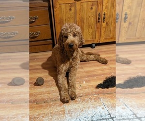 Father of the Goldendoodle puppies born on 01/29/2025