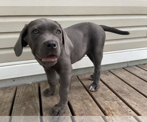 Cane Corso Puppy for sale in DALE, TX, USA