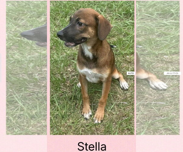 Medium Photo #2 Feist Terrier-Plott Hound Mix Puppy For Sale in Virginia Beach, VA, USA