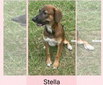 Small #1 Feist Terrier-Plott Hound Mix