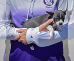 Small #1 Jack-Rat Terrier