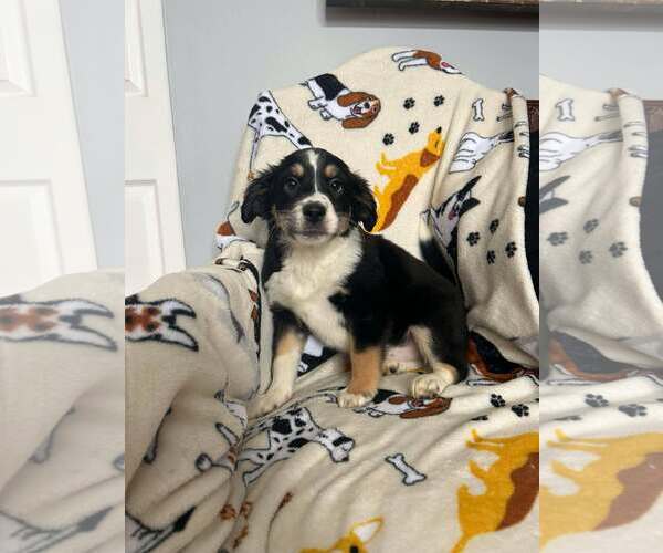 Medium Photo #2 Beagle-Border Collie Mix Puppy For Sale in Mechanicsburg, PA, USA