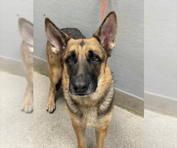 Medium Photo #1 German Shepherd Dog-Unknown Mix Puppy For Sale in Las Vegas, NV, USA