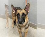 Small German Shepherd Dog Mix