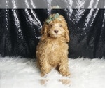 Puppy Timmy AKC Poodle (Toy)