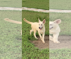 German Shepherd Dog Puppy for sale in OCALA, FL, USA