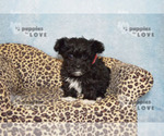 Small #3 Maltipoo