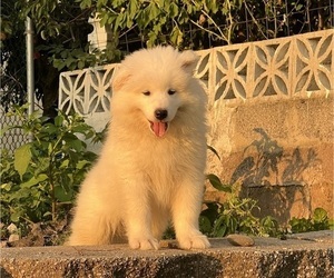 Samoyed Puppy for sale in STATEN ISLAND, NY, USA