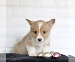 Small Photo #5 Pembroke Welsh Corgi Puppy For Sale in PARADISE, PA, USA