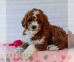 Small Goldendoodle (Miniature)