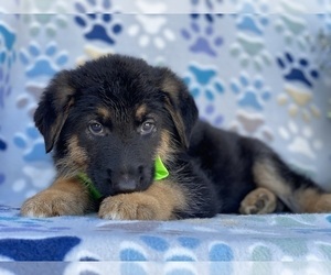 German Shepherd Dog Puppy for sale in LANCASTER, PA, USA