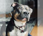 Small #10 American Staffordshire Terrier Mix