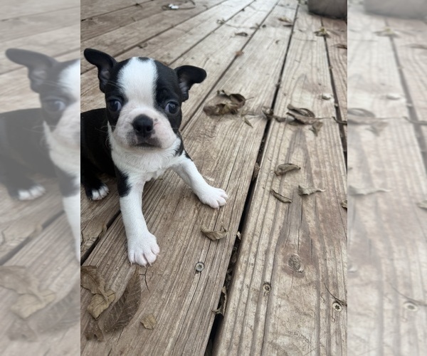 Medium Photo #3 Boston Terrier Puppy For Sale in FREDONIA, KS, USA