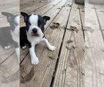 Small #2 Boston Terrier