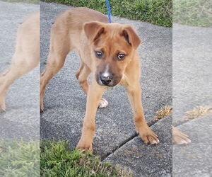Mutt Dogs for adoption in Wilmington, NC, USA