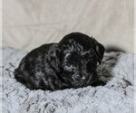 Small #18 Schnoodle (Miniature)