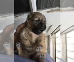 Small Photo #1 Shih Tzu Puppy For Sale in HAYWARD, CA, USA