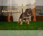 Small #2 American Bully